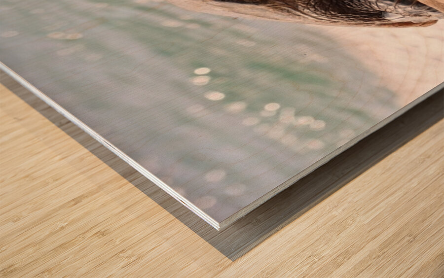 Maui Sea Turtle 2 Wood print