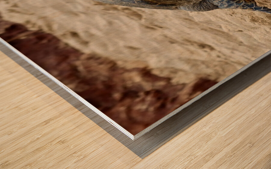 Maui Sea Turtle 3 Wood print