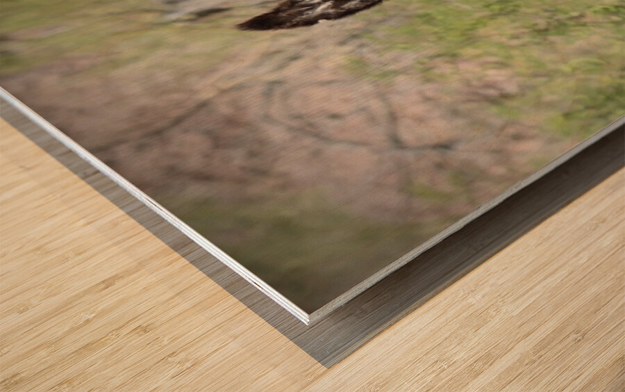 Wild donkey Parker Dam Arizona Wood print