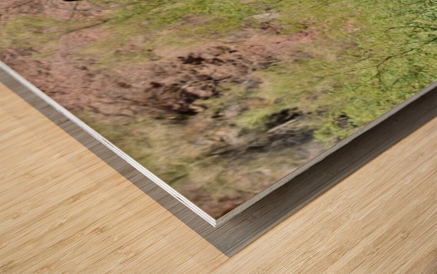 Wild Donkey Parker Arizona Wood print