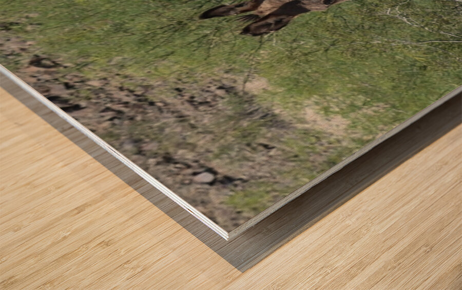 Wild donkey stand off Wood print