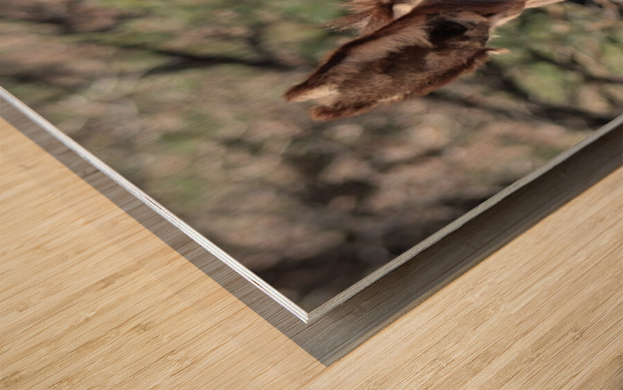 Split ear donkey Wood print