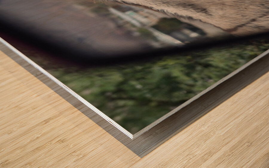 Donkeys in your mirror are closer than they appear Wood print