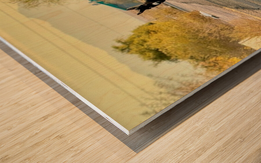 Topock Donkey Wood print