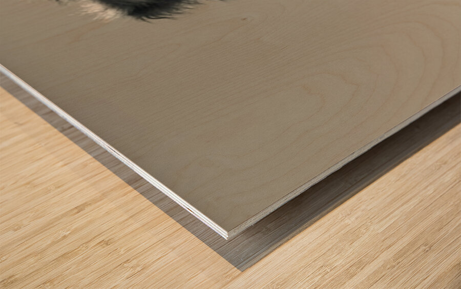 A burro named Stormy Wood print