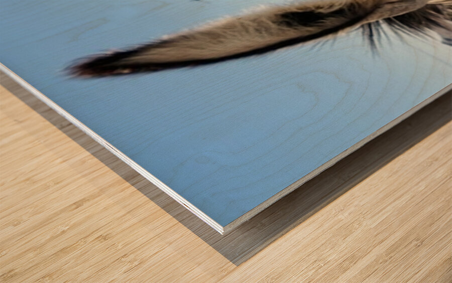 Oliver the Sheriff of Oatman -1 Wood print