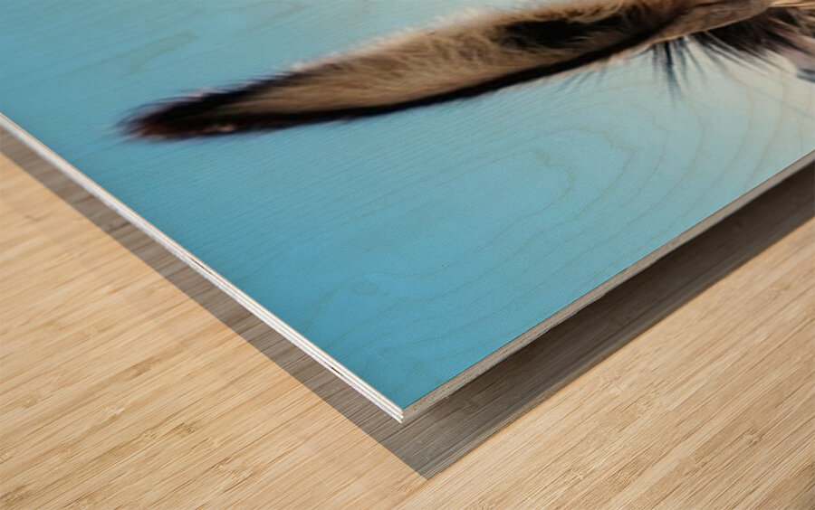 Oliver the Sheriff of Oatman -3 Wood print