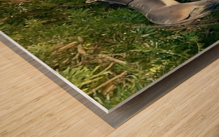 Lake Mohave Donkeys Wood print