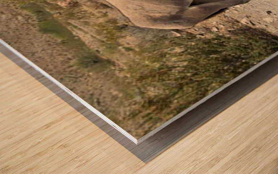 Heading to Oatman Wood print