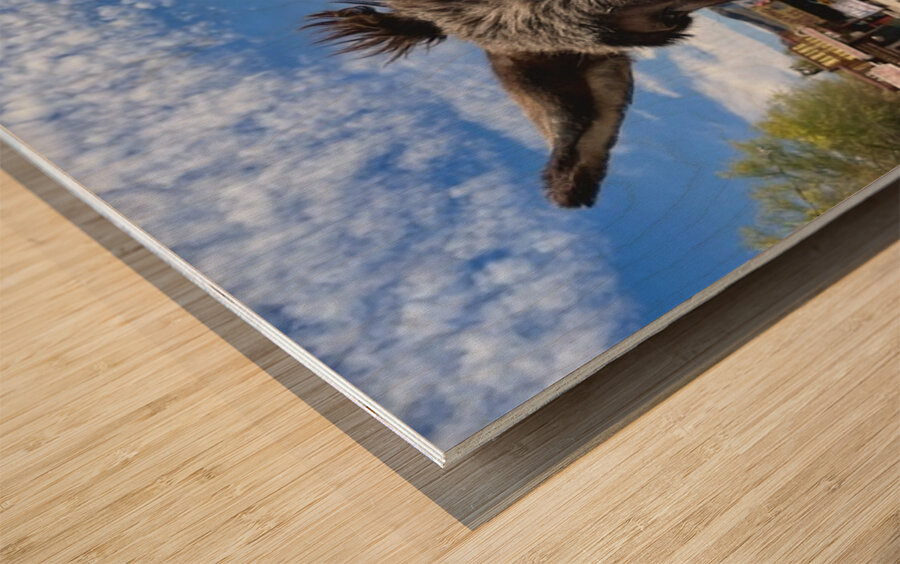 Oatman Donkey Wood print