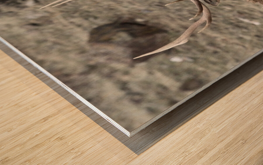 78E1B13B 4BAC 485E 8ACA 930D51ADAB08 1 105 c Wood print