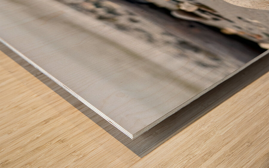 Keep Clam Wood print