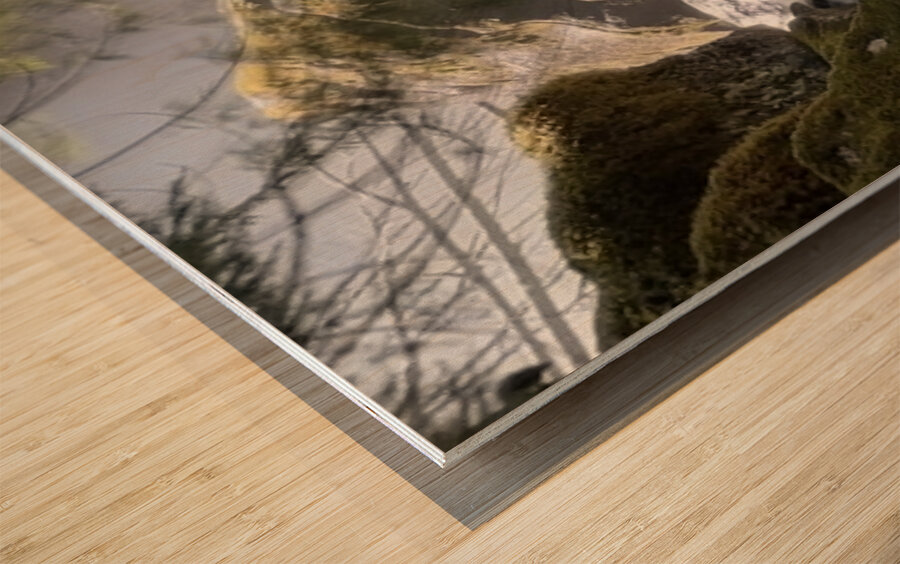 Forest Flow Wood print