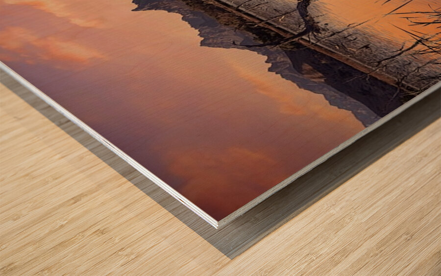 Catfish Paradise Wood print