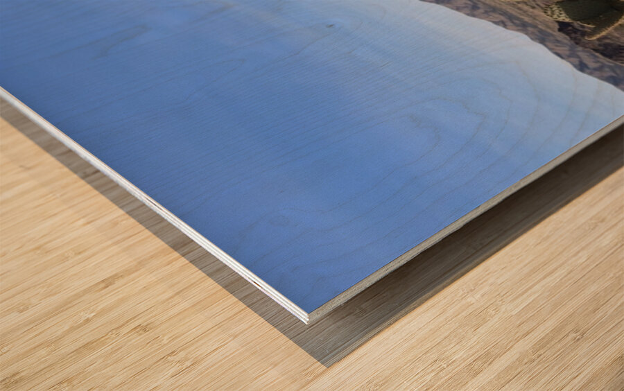 Old Cars and Cactus Wood print