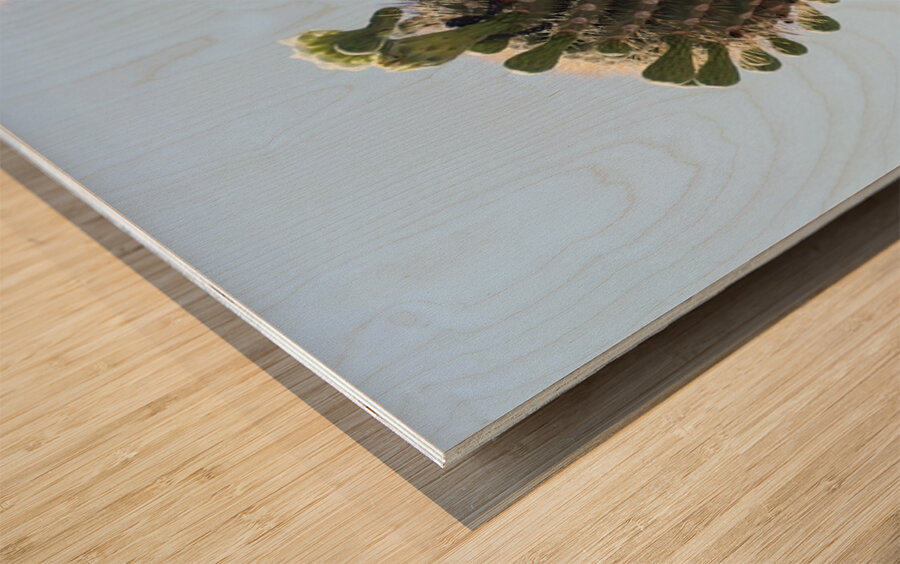 Saguaro blooms x 2 Wood print