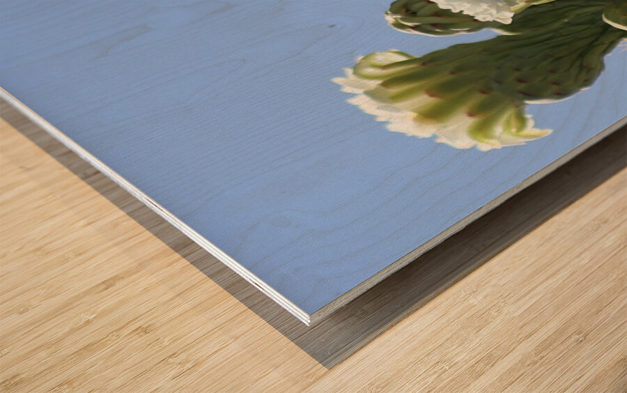 Saguaro Bloom Wood print