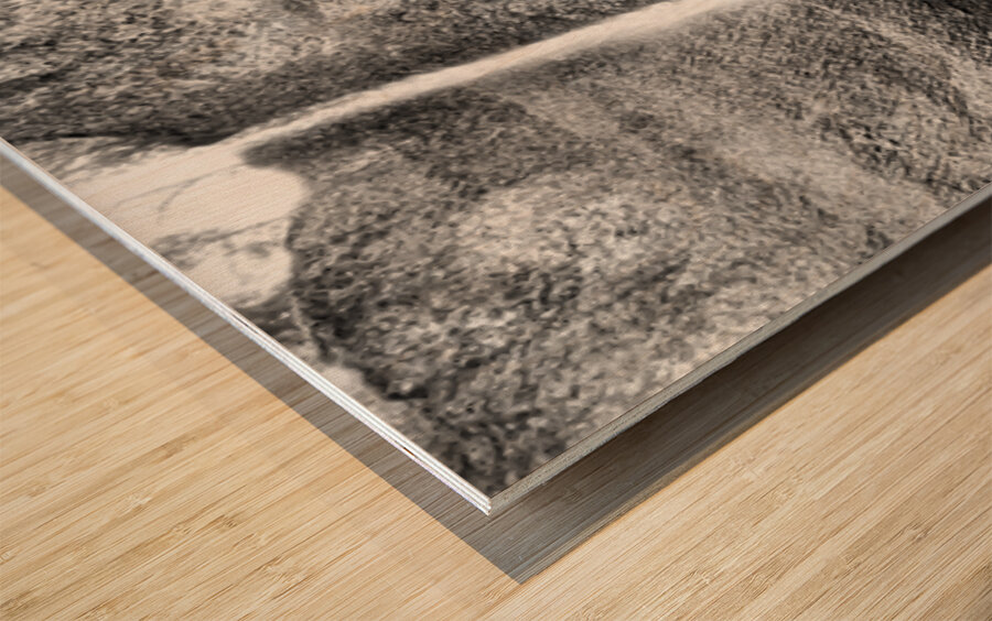 Latourell Falls B & W Wood print