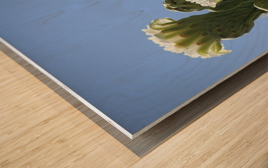 Saguaro Blossom Wood print
