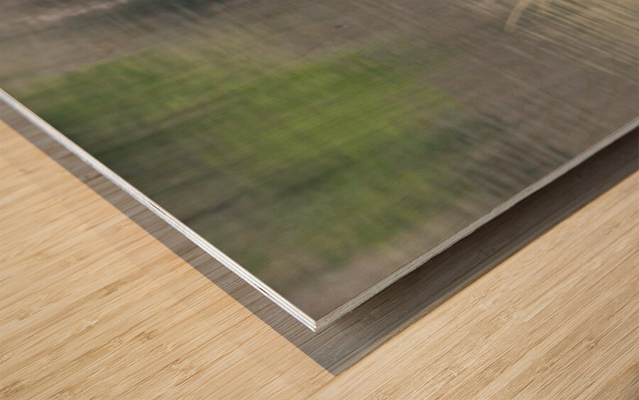 Bald Eagle on the Columbia Wood print