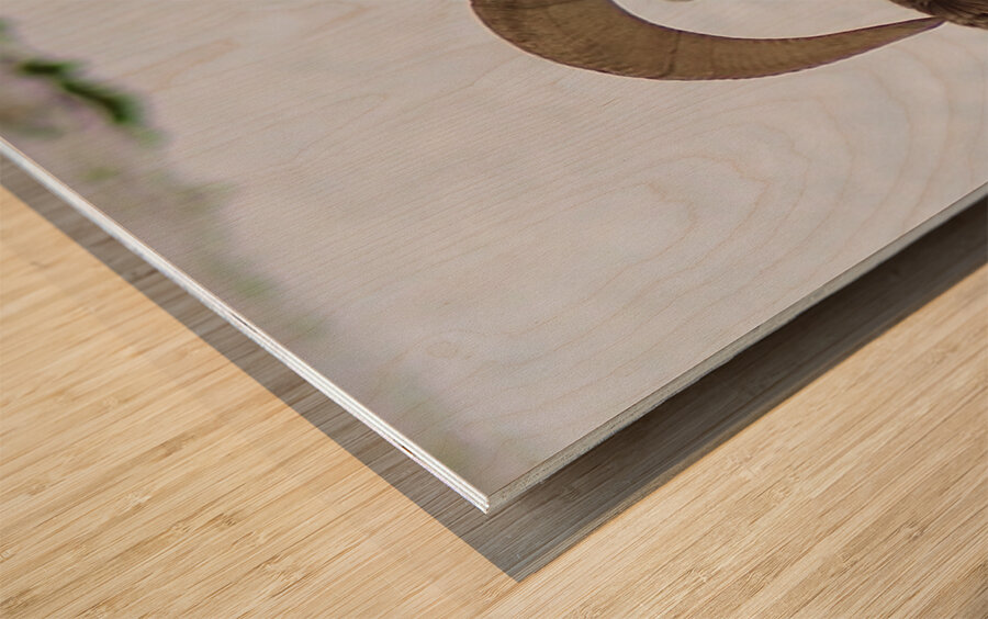 Big Horn Sheep Wood print