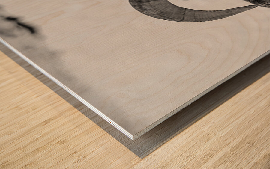 Big Horn Sheep B & W Wood print