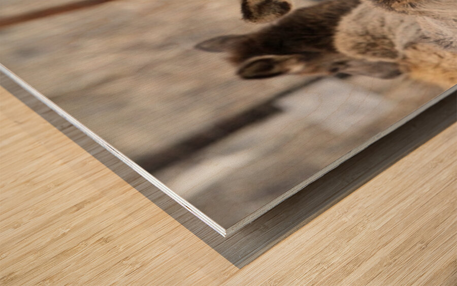 Lady Elks Wood print