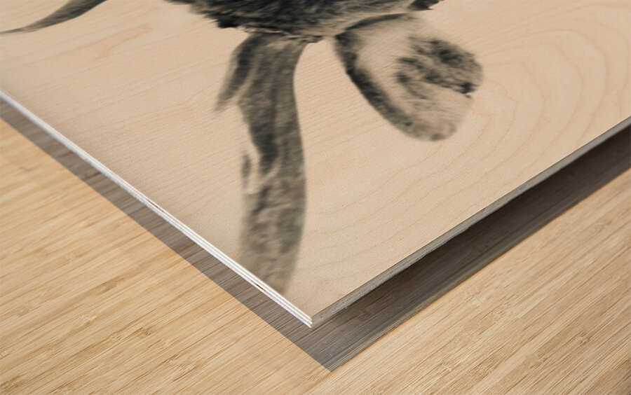 Elk in Black and White  Wood print