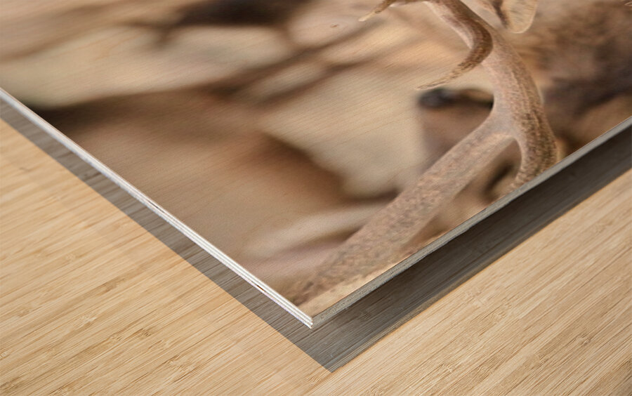 Elk Season Wood print
