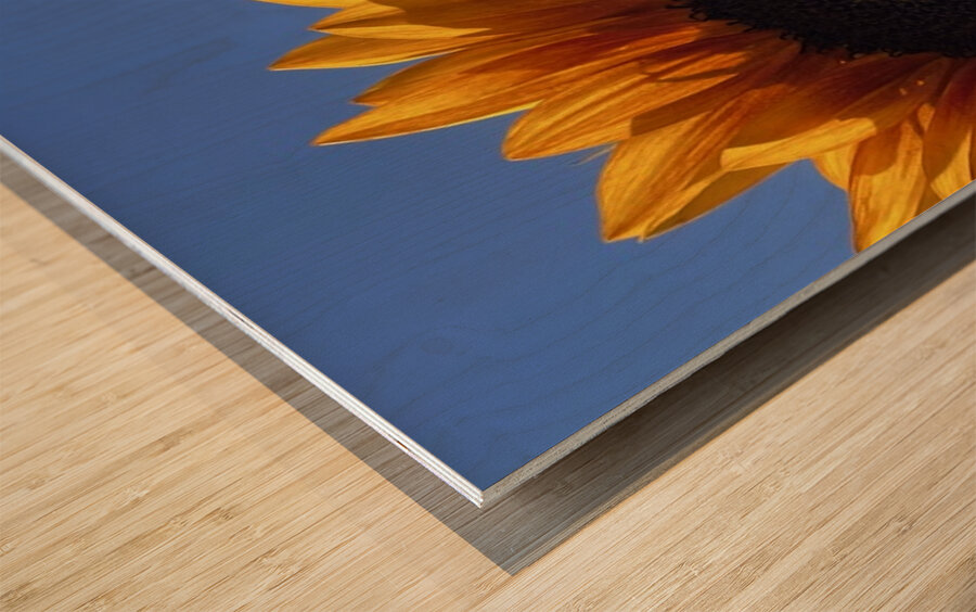 Big Sunflower Wood print