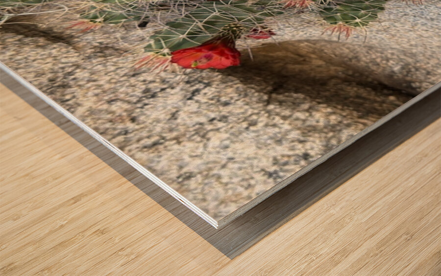 Cactus Bloom -Red Wood print