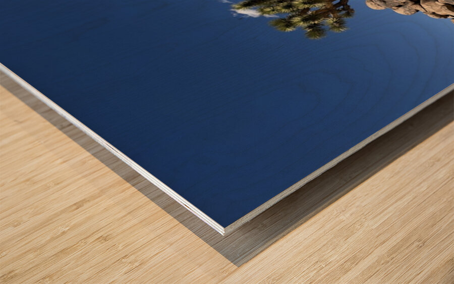 Joshua Tree -3 Wood print