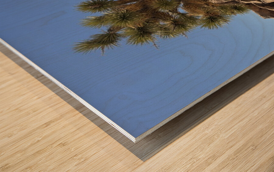 Joshua Tree -1 Wood print