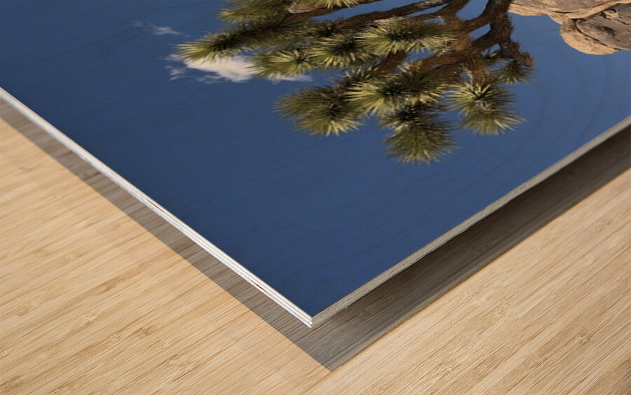 Joshua Tree -2 Wood print