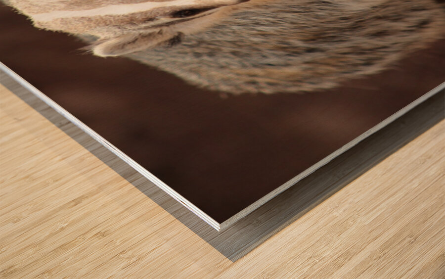 Badger -3 Wood print