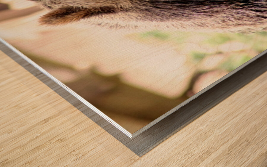 Brown Bear -2 Wood print