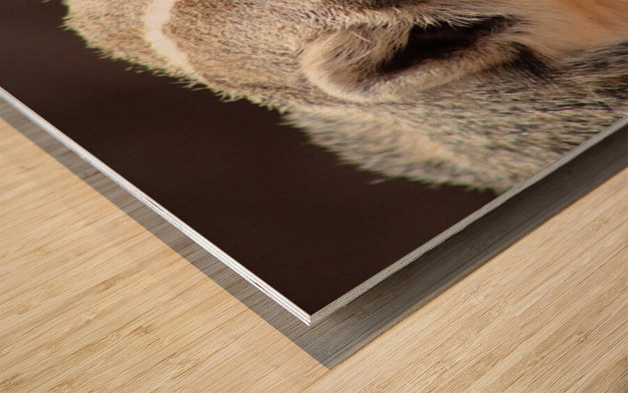 Badger -2 Wood print