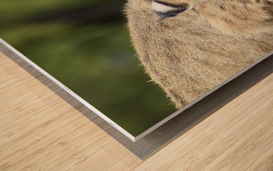 Bobcat -1 Wood print