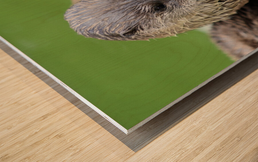 River Otter Wood print