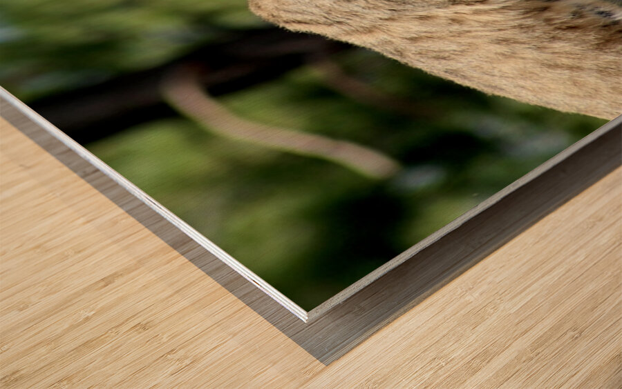 Bobcat -2 Wood print