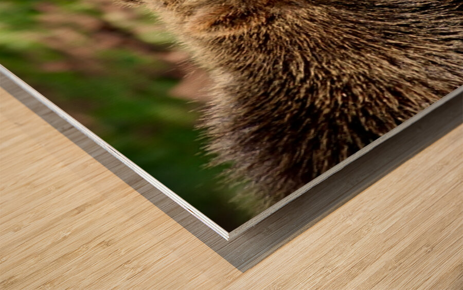 Brown Bear -1 Wood print