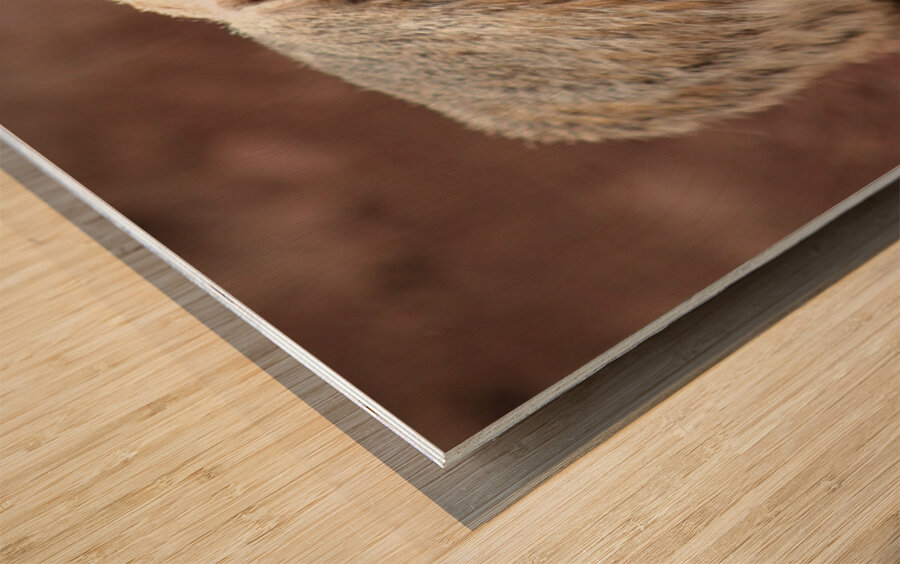 Badger -1 Wood print