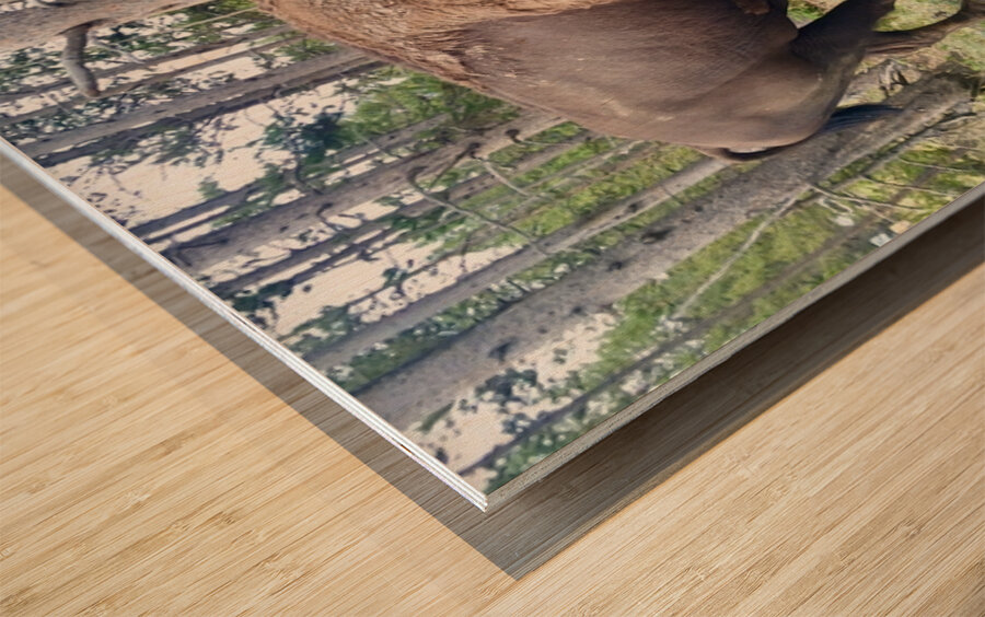 Yellowstone Bison Wood print