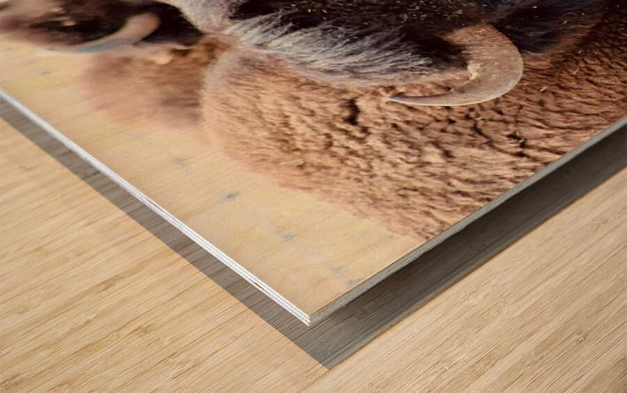 Bison in Arizona  Wood print