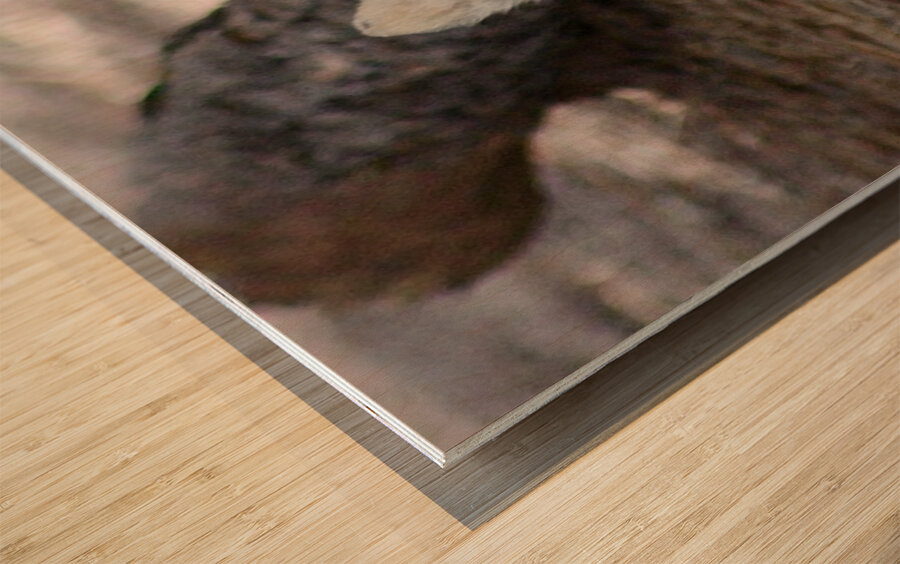 Wolf Hiding Wood print