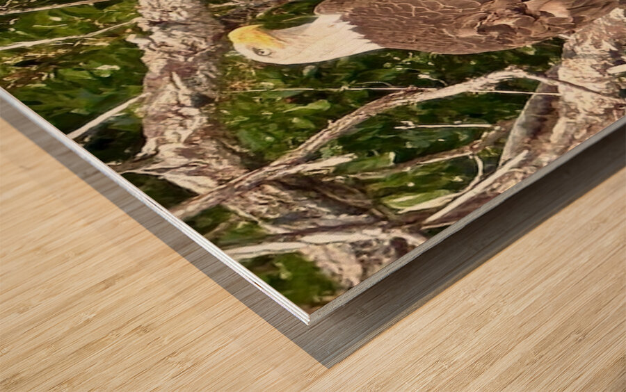 Bald Eagle in tree Wood print