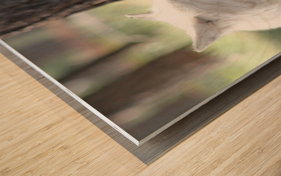 White Wolf Wood print
