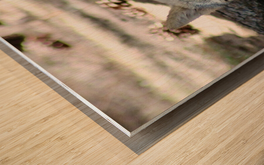 Young Wolf Wood print