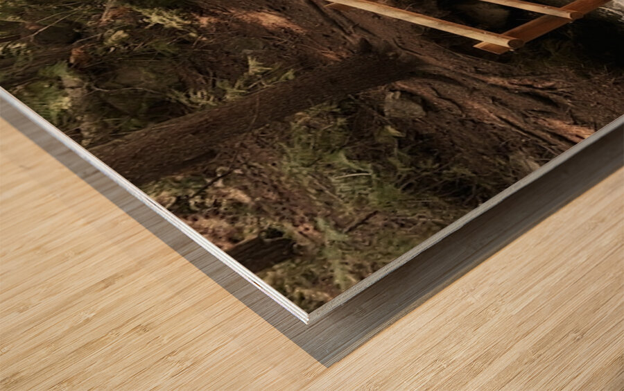 Forest Bridge Wood print