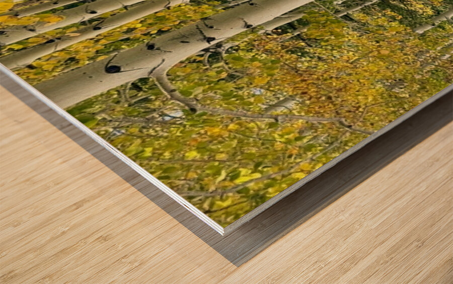 Aspens in Flagstaff -2 Wood print